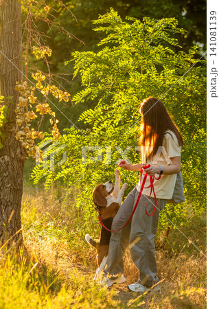 Woman Training Beagle to Stand for Treat Outdoors 141081139