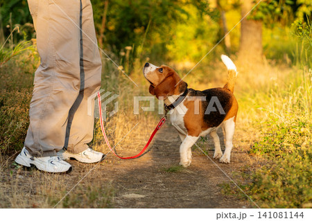 Beagle Looking at Owner During Outdoor Training Walk Beagle Looking at Owner During Outdoor Training Walk 141081144