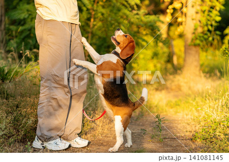 Beagle Jumping on Owner During Training Session Beagle Jumping on Owner During Training Session 141081145
