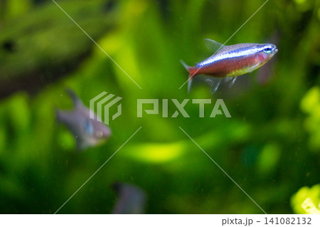 水槽の中を泳ぐ熱帯魚 水槽の中を泳ぐ熱帯魚 141082132