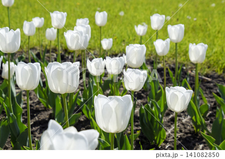 A flower bed with white tulips. White tulips, bulbous plants. White flowers A flower bed with white tulips. White tulips, bulbous plants. White flowers 141082850