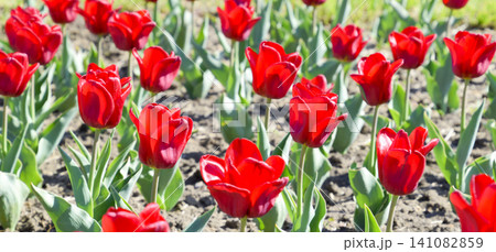 Red flowers of tulips on a flower bed. A flower bed with tulips Red flowers of tulips on a flower bed. A flower bed with tulips 141082859
