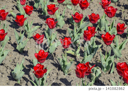 Red flowers of tulips on a flower bed. A flower bed with tulips 141082862