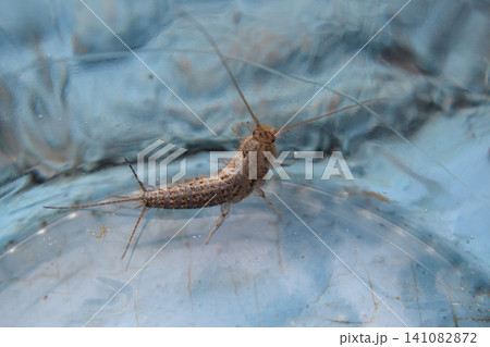 Insect feeding on paper - silverfish Insect feeding on paper - silverfish 141082872