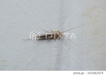 Insect feeding on paper - silverfish 141082874