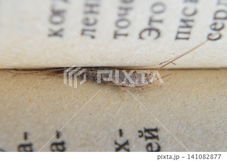 Insect feeding on paper - silverfish Insect feeding on paper - silverfish 141082877
