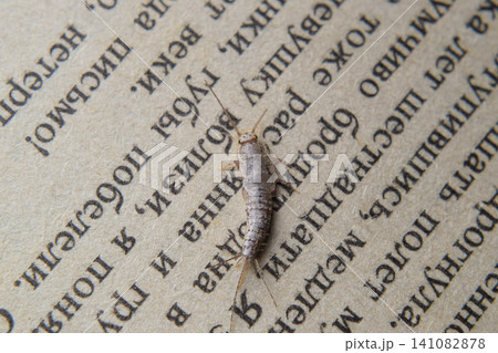 Insect feeding on paper - silverfish Insect feeding on paper - silverfish 141082878