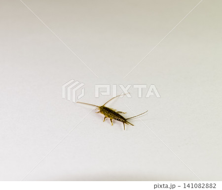 Silverfish on a white sheet of paper. Pest books and newspapers. Insect feeding on paper - silverfish 141082882