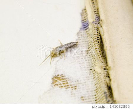 Pest books and newspapers. Insect feeding on paper - silverfish 141082896