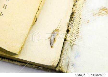 Pest books and newspapers. Insect feeding on paper - silverfish Pest books and newspapers. Insect feeding on paper - silverfish 141082898