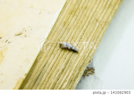 Pest books and newspapers. Insect feeding on paper - silverfish Pest books and newspapers. Insect feeding on paper - silverfish 141082903