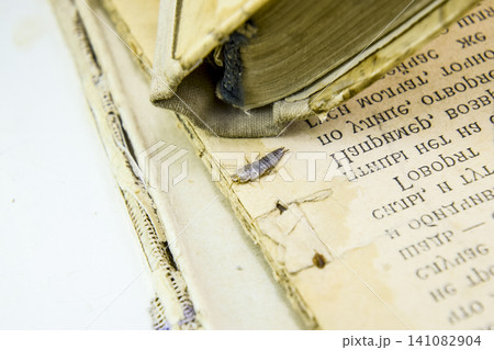 Pest books and newspapers. Insect feeding on paper - silverfish Pest books and newspapers. Insect feeding on paper - silverfish 141082904