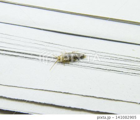Pest books and newspapers. Insect feeding on paper - silverfish Pest books and newspapers. Insect feeding on paper - silverfish 141082905
