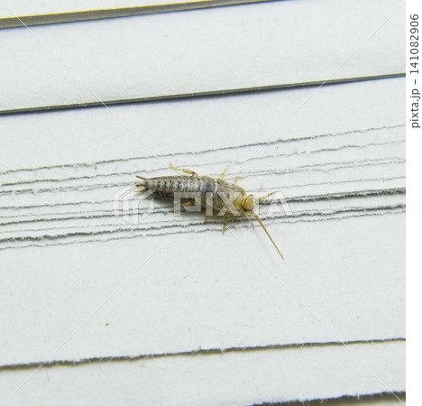 Pest books and newspapers. Insect feeding on paper - silverfish 141082906