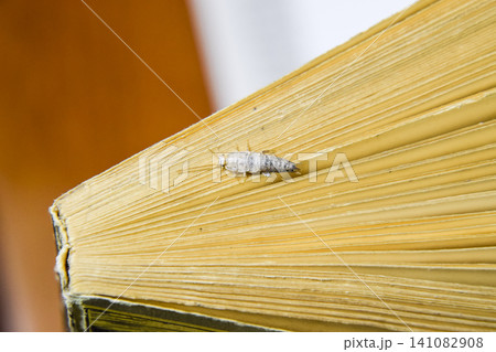 Insect feeding on paper - silverfish. Silverfish at the end of the book. 141082908