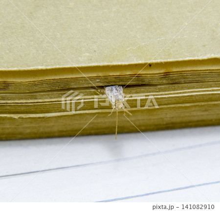 Insect feeding on paper - silverfish Insect feeding on paper - silverfish 141082910