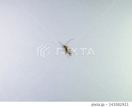 Insect feeding on paper - silverfish Insect feeding on paper - silverfish 141082911