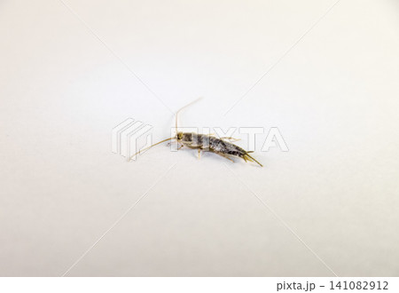 Insect feeding on paper - silverfish 141082912