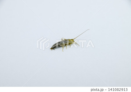 Insect feeding on paper - silverfish Insect feeding on paper - silverfish 141082913