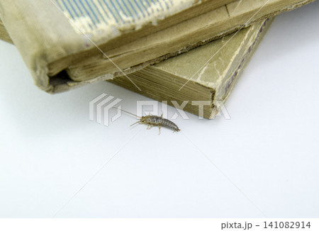 Insect feeding on paper - silverfish Insect feeding on paper - silverfish 141082914