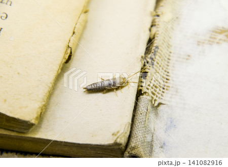 Insect feeding on paper - silverfish Insect feeding on paper - silverfish 141082916