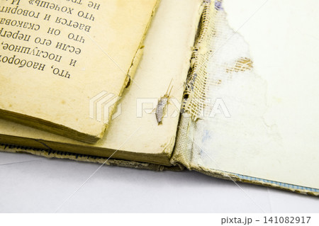Insect feeding on paper - silverfish Insect feeding on paper - silverfish 141082917