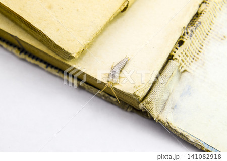 Insect feeding on paper - silverfish Insect feeding on paper - silverfish 141082918
