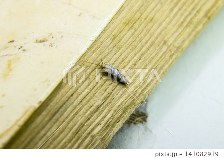 Insect feeding on paper - silverfish Insect feeding on paper - silverfish 141082919