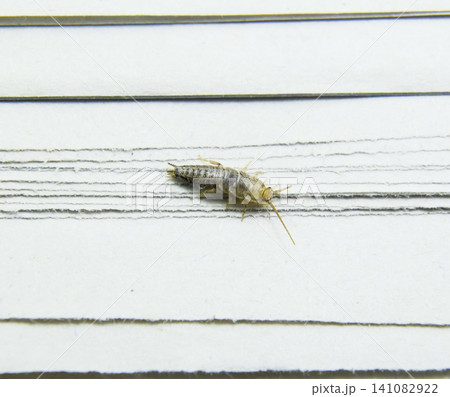 Insect feeding on paper - silverfish Insect feeding on paper - silverfish 141082922