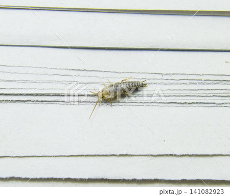 Insect feeding on paper - silverfish Insect feeding on paper - silverfish 141082923