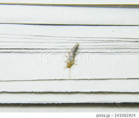 Insect feeding on paper - silverfish Insect feeding on paper - silverfish 141082924