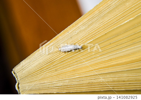 Insect feeding on paper - silverfish Insect feeding on paper - silverfish 141082925