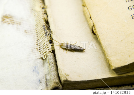 Insect feeding on paper - silverfish 141082933
