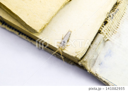 Insect feeding on paper - silverfish 141082935