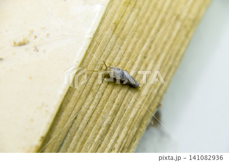 Insect feeding on paper - silverfish Insect feeding on paper - silverfish 141082936