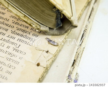 Insect feeding on paper - silverfish Insect feeding on paper - silverfish 141082937