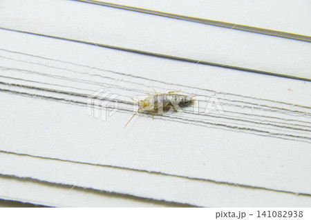 Insect feeding on paper - silverfish Insect feeding on paper - silverfish 141082938