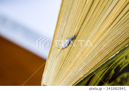 Insect feeding on paper - silverfish 141082941