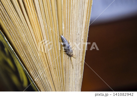 Insect feeding on paper - silverfish Insect feeding on paper - silverfish 141082942