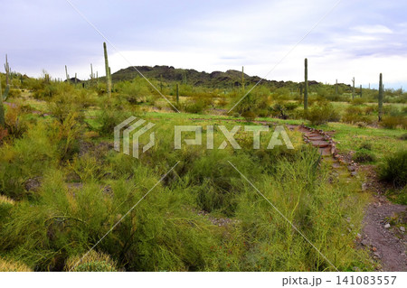 Old Saguaro Cactus Sonora desert Arizona Old Saguaro Cactus Sonora desert Arizona 141083557