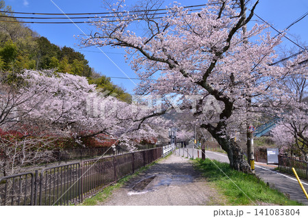 京都・山科疎水の桜 京都・山科疎水の桜 141083804