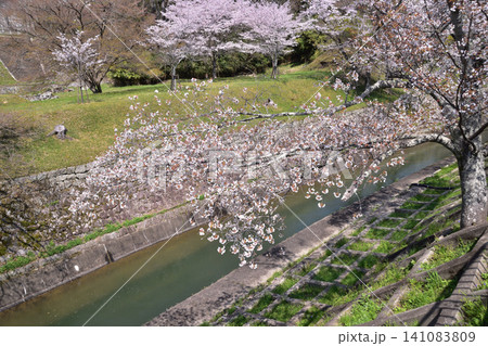 大津市・藤尾奥町の山科疎水の桜 大津市・藤尾奥町の山科疎水の桜 141083809