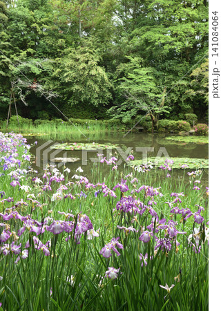 平安神宮西神苑 白虎池の花菖蒲とスイレン(京都市左京区) 平安神宮西神苑 白虎池の花菖蒲とスイレン(京都市左京区) 141084064