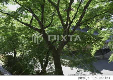 京都 南禅寺と水路閣付近の綺麗な風景 141084164