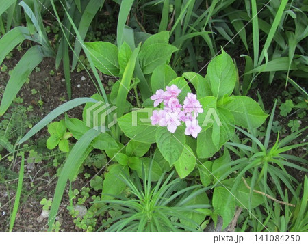 まだ若い紫陽花の花 まだ若い紫陽花の花 141084250