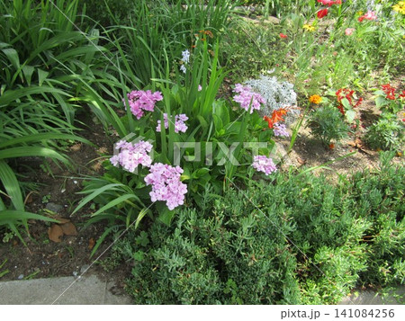 まだ若い紫陽花の花 まだ若い紫陽花の花 141084256