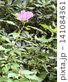 むくげの花 141084361