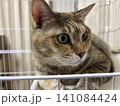 ケージの中の猫・顔アップ 141084424