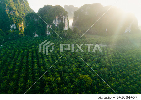 Aerial landscape of lush green agriculture plantation below limestone mountains in misty morning, Krabi. 141084457