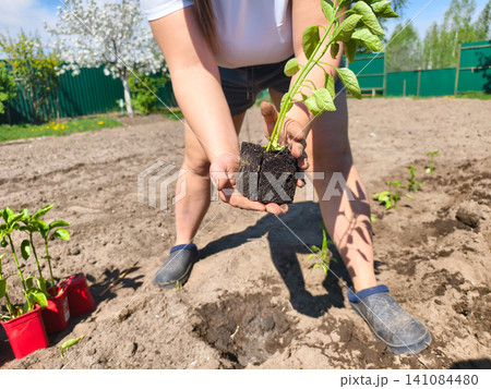 Hands gently holding a pepper seedling with visible roots and soil, preparing to plant it in a home garden during spring, symbolizing growth, agriculture, and sustainable living. Hands gently holding a pepper seedling with visible roots and soil, preparing to plant it in a home garden during spring, symbolizing growth, agriculture, and sustainable living. 141084480